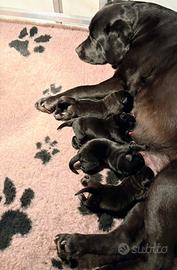 Cuccioli labrador neri