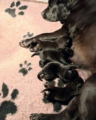 Cuccioli labrador neri