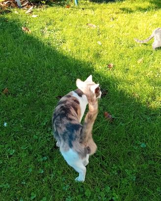 GRATIS - gattini