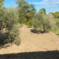 Casa da 60mq+5000mq terreno+159 piante ulivo