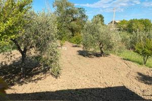Casa da 60mq+5000mq terreno+159 piante ulivo