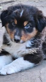 Cucciola pastore australiano