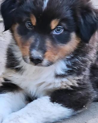 Cucciola pastore australiano