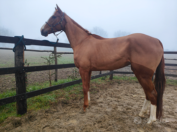 Cavalla purosangue inglese