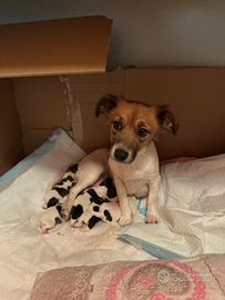 Jack Russell terrier