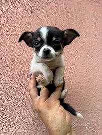 Chihuahua