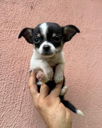 Chihuahua