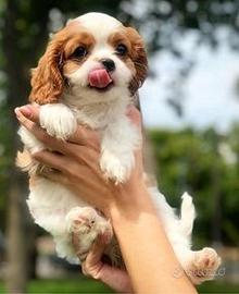 Cavalier King cuccioli