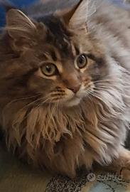 Gattina Maine Coon da riproduzione