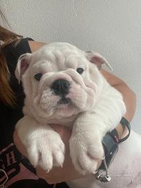 Cucciole di bulldog inglese