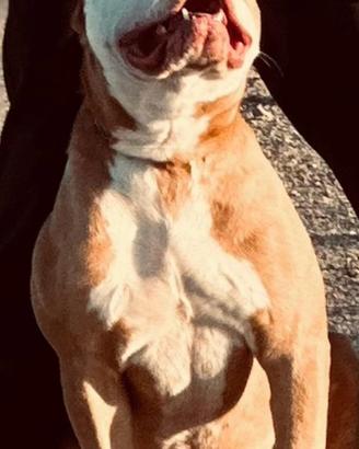 Pitbul taglia XXL