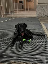 Cane corso