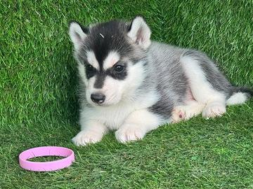 Husky