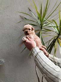 Cuccioli di barboncini toy