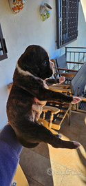 Cucciola Boxer