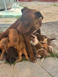 cuccioli phibull 