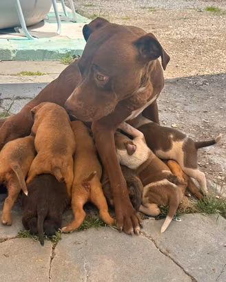 cuccioli phibull 