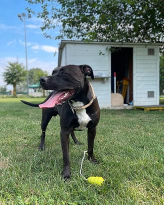 Pitbull da monta