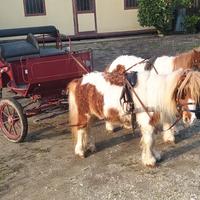 Mini pony