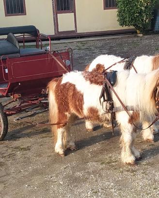 Mini pony