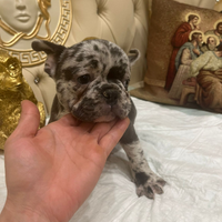 Bulldog francese exotic Blue merle 80 giorni