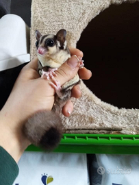 Petauro dello zucchero