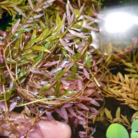 Rotala orange juice