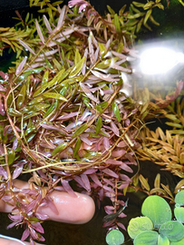 Rotala orange juice