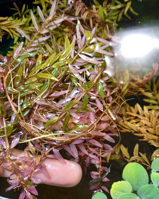 Rotala orange juice
