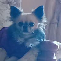 Chihuahua maschio per accoppiamento