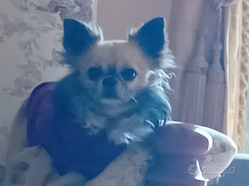 Chihuahua maschio per accoppiamento