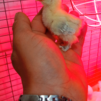 Pulcini di sabelpoot