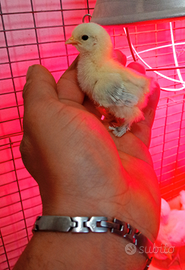 Pulcini di sabelpoot