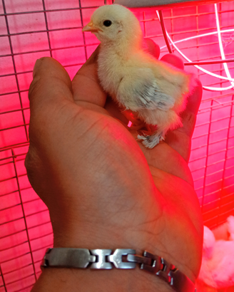 Pulcini di sabelpoot