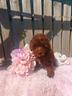 barboncino-toy-con-pedigree-enci