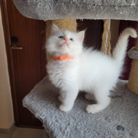 Tenerissimo Cucciolo di ragdoll cream point