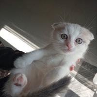 Cucciola di Scottish fold