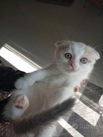 Cucciola di Scottish fold