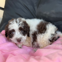 Lagotto romagnolo