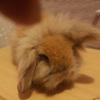 Cuccioli di coniglio nano