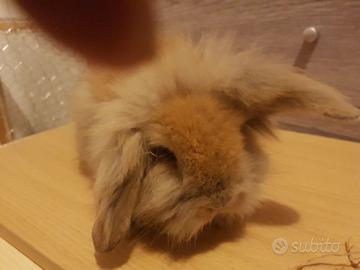 Cuccioli di coniglio nano