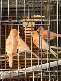 Animali