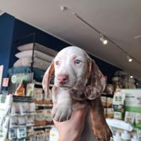 Bassotto kaninchen piebald