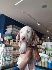 Bassotto kaninchen piebald