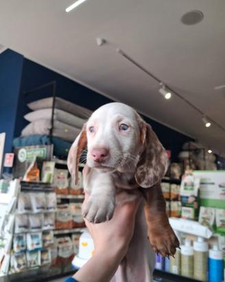 Bassotto kaninchen piebald