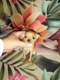 Chiwawa ciwawa Toy mini
