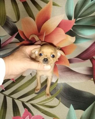 Chiwawa ciwawa Toy mini