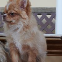 Cucciolo Chihuahua Maschio 7 mesi