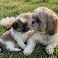 Cucciolo maschio due mesi