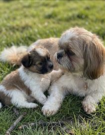 Cucciolo maschio due mesi